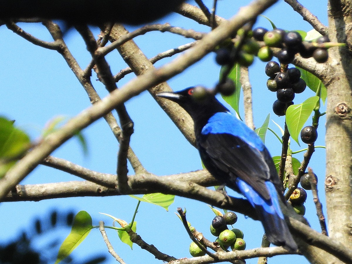 Asian Fairy-bluebird - ML638353582
