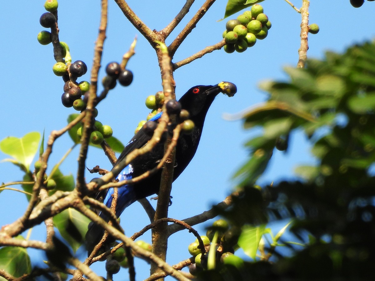 Asian Fairy-bluebird - ML638353583