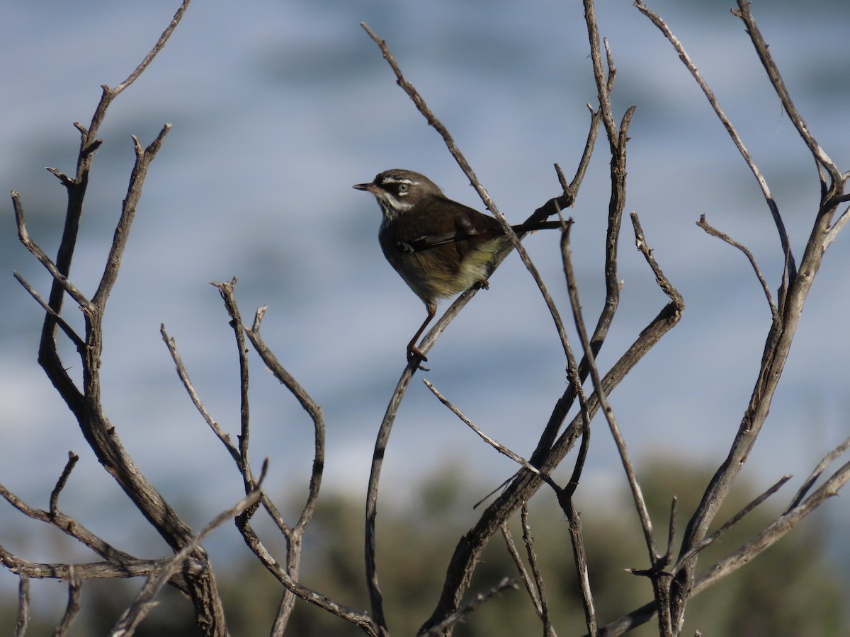 Spotted Scrubwren - ML638353589