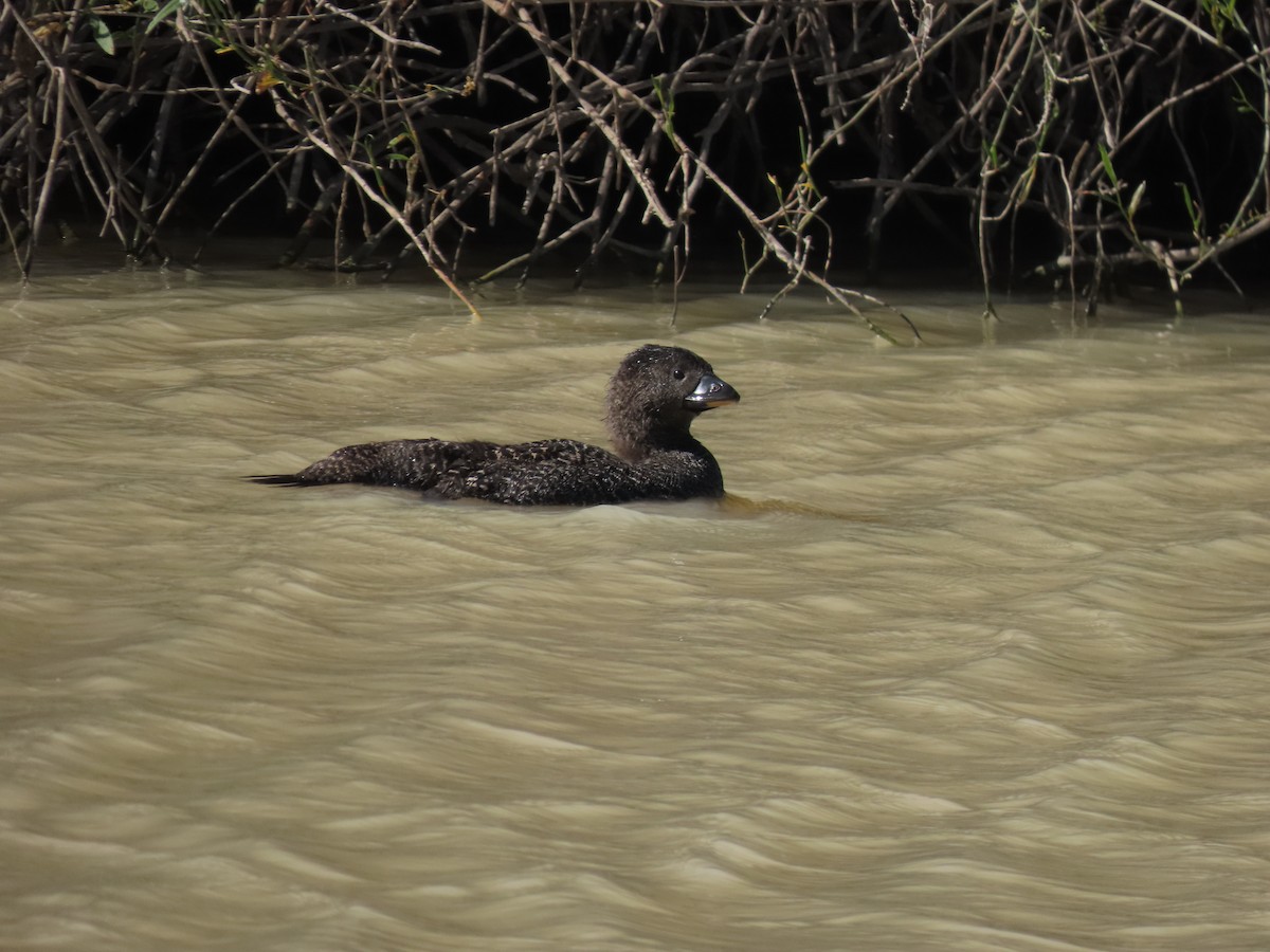 Musk Duck - ML638353606
