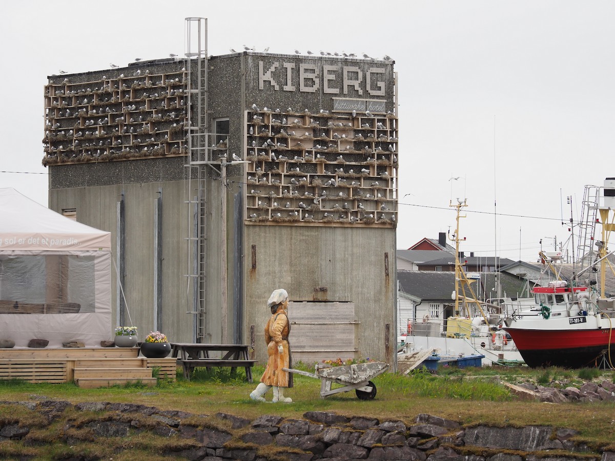 Black-legged Kittiwake - ML638353618