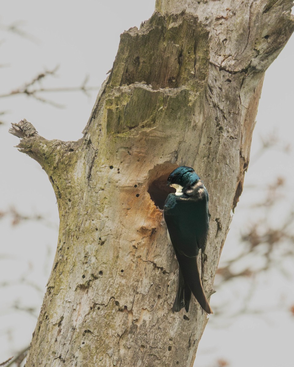 Golondrina Bicolor - ML638353624