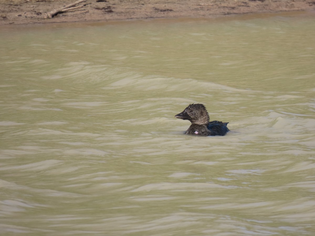 Musk Duck - ML638353643