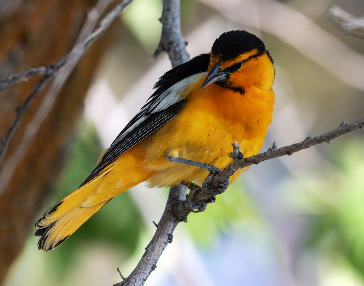 Bullock's Oriole - ML638353644