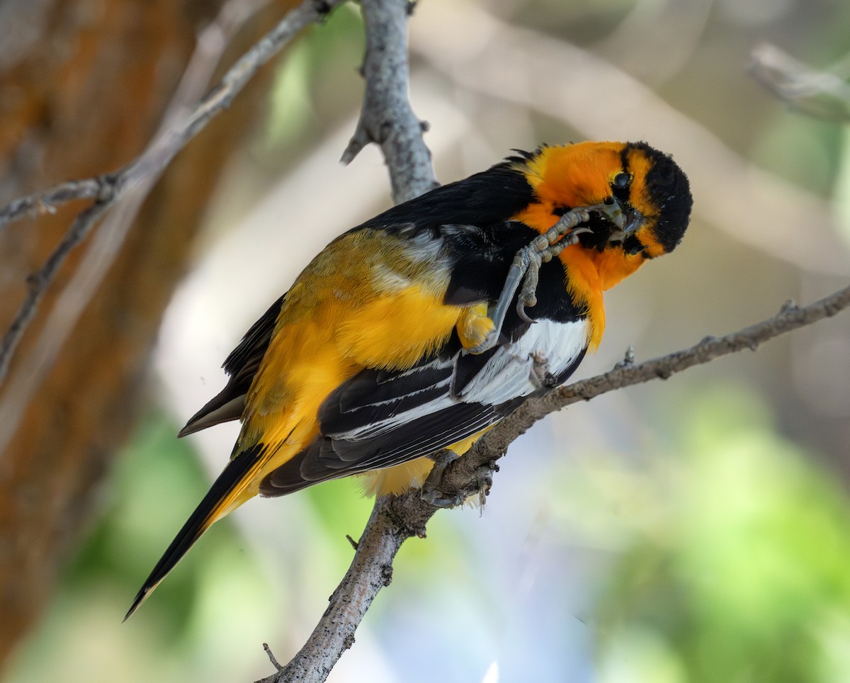 Bullock's Oriole - ML638353645