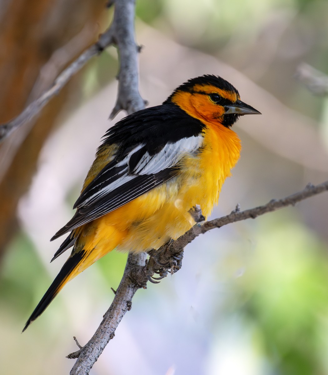 Bullock's Oriole - ML638353646