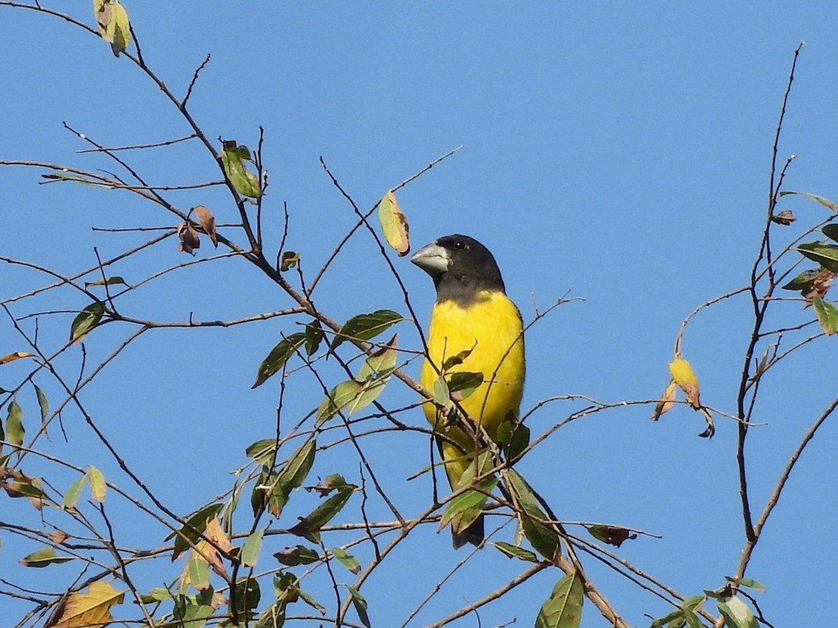 Spot-winged Grosbeak - ML638353648