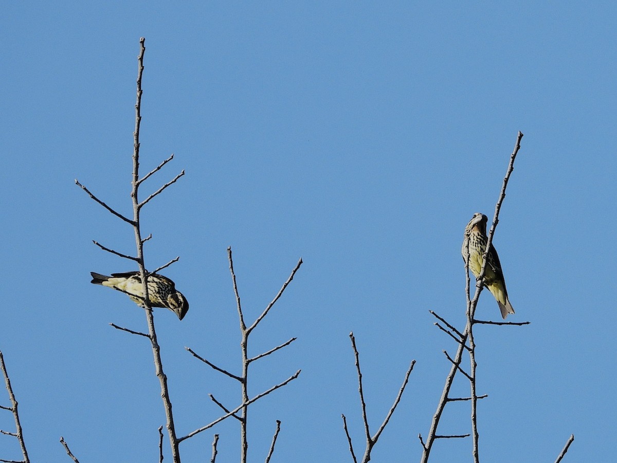 Spot-winged Grosbeak - ML638353649