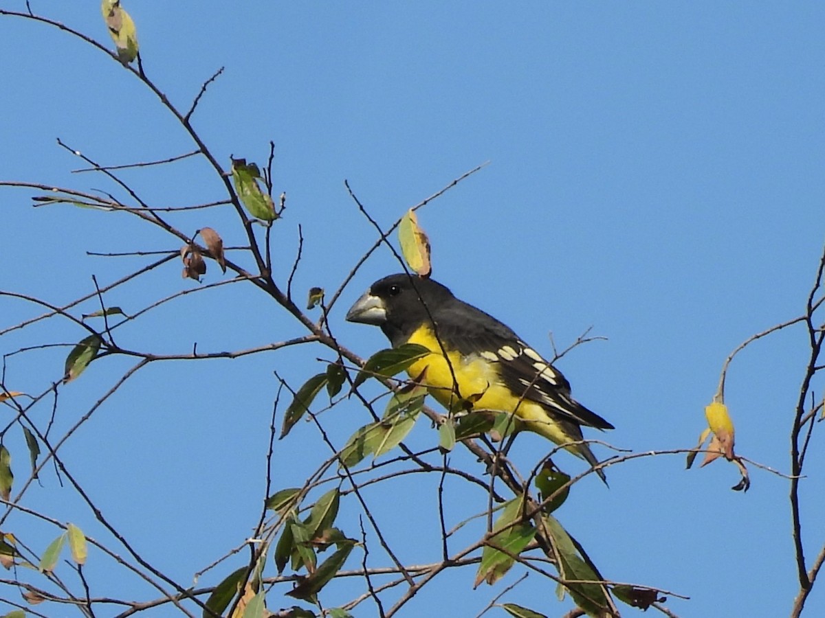 Spot-winged Grosbeak - ML638353651