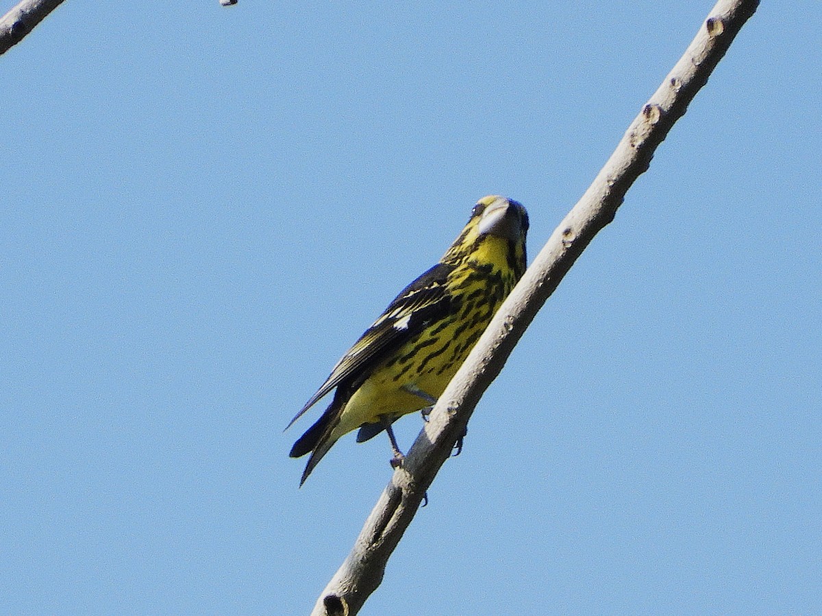 Spot-winged Grosbeak - ML638353653