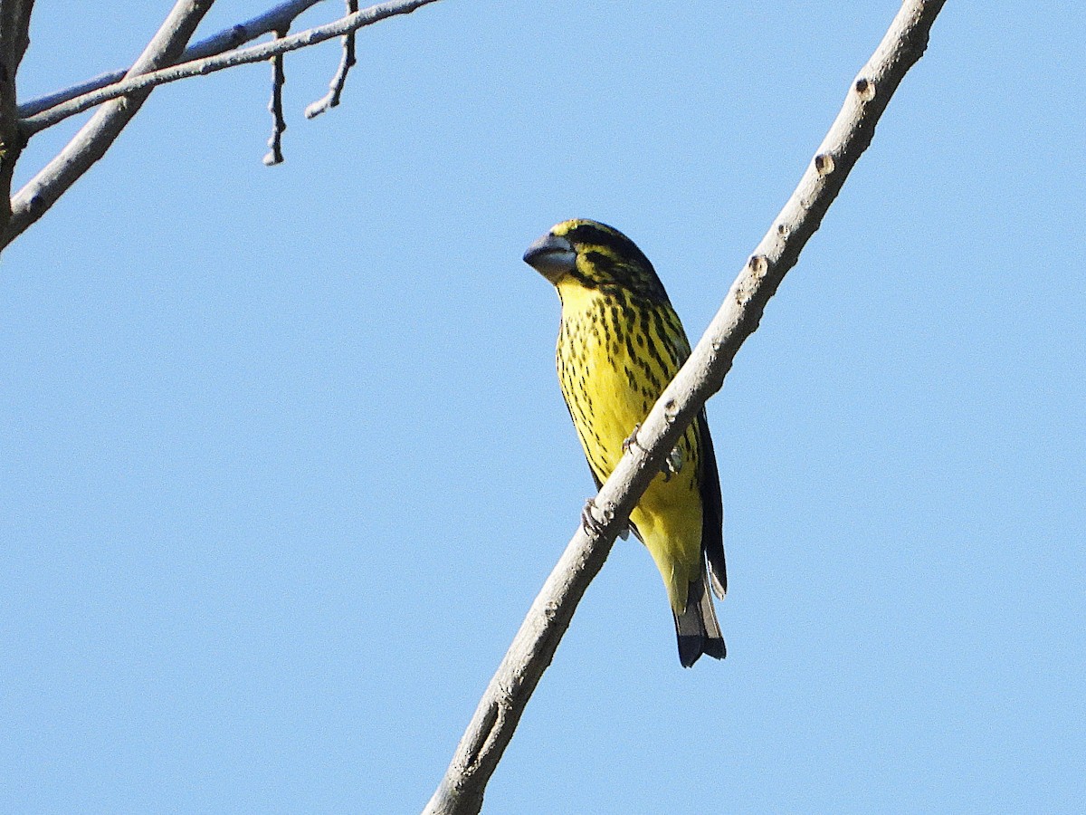 Spot-winged Grosbeak - ML638353655