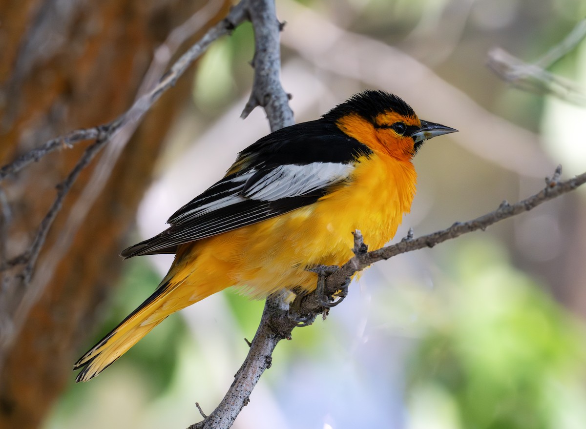 Bullock's Oriole - ML638353656