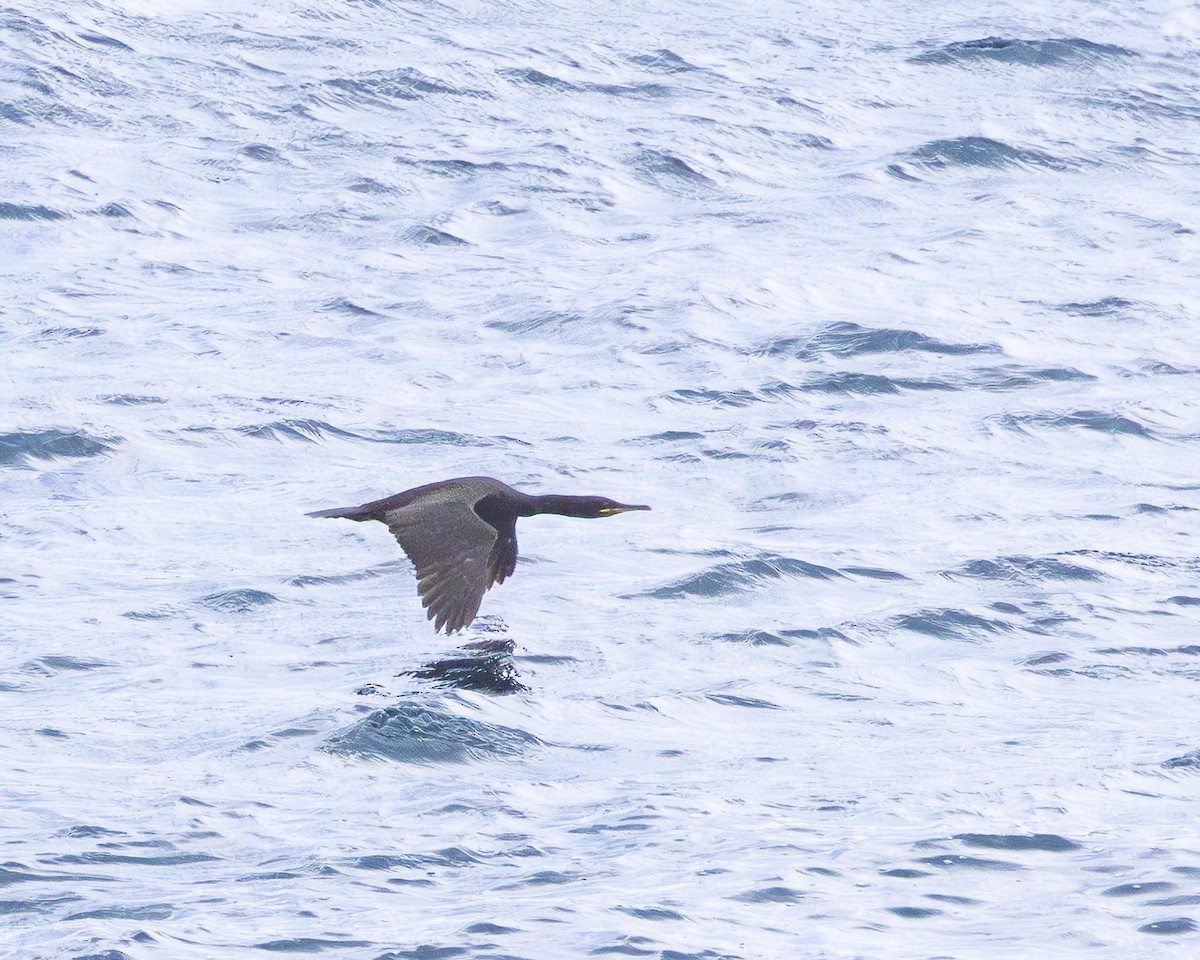 European Shag - ML638353711