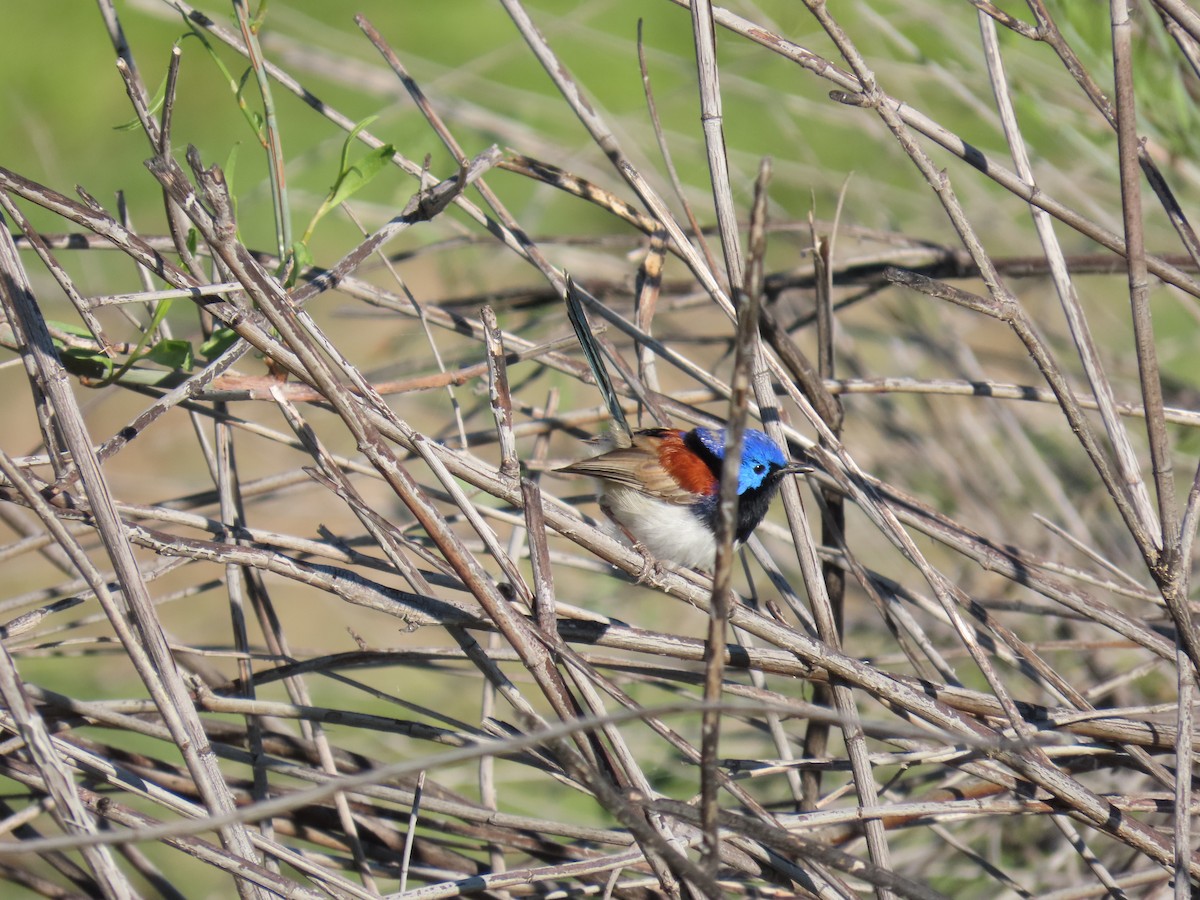 Purple-backed Fairywren - ML638353730