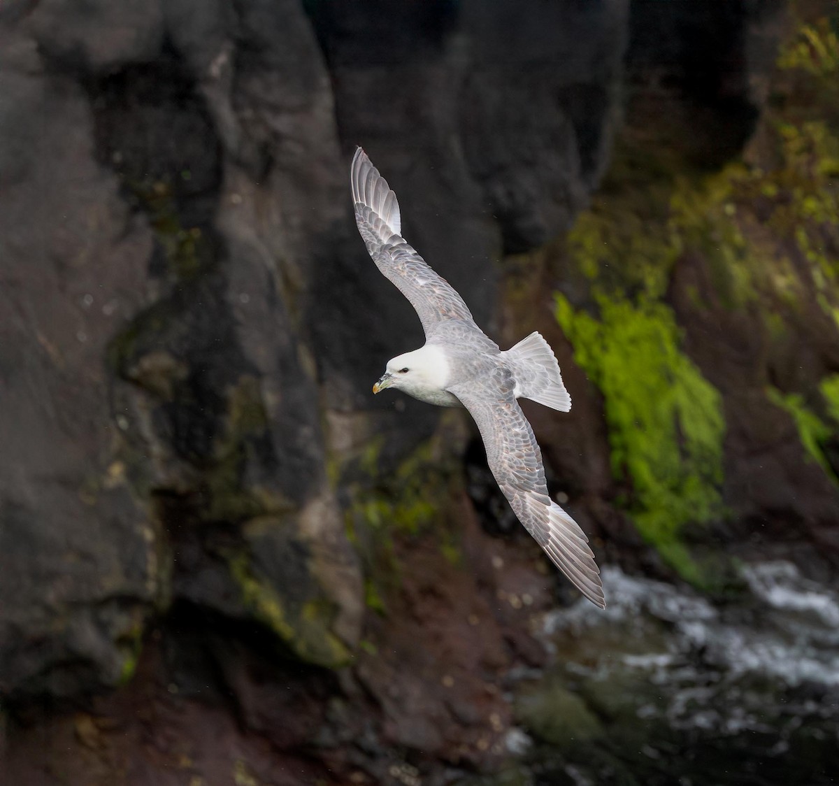 Northern Fulmar - ML638353731