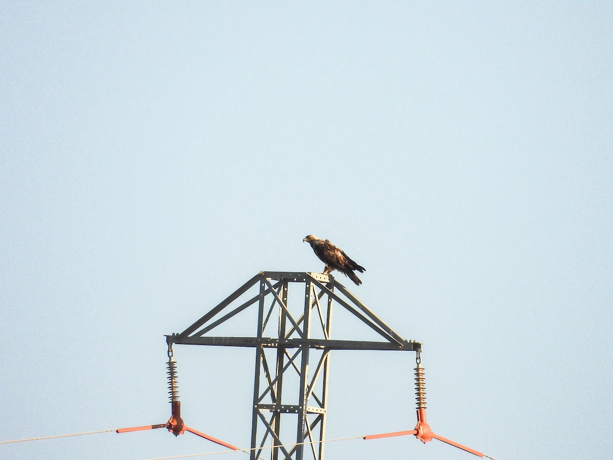Spanish Eagle - ML638353735
