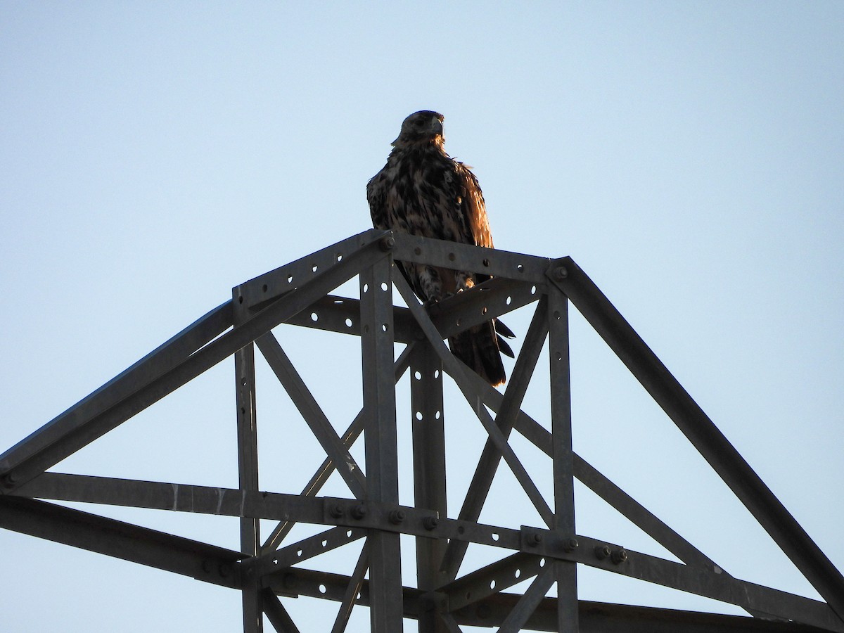 Spanish Eagle - ML638353736