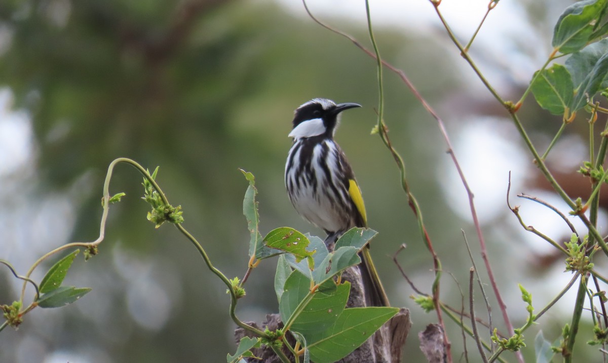 White-cheeked Honeyeater - ML638353738