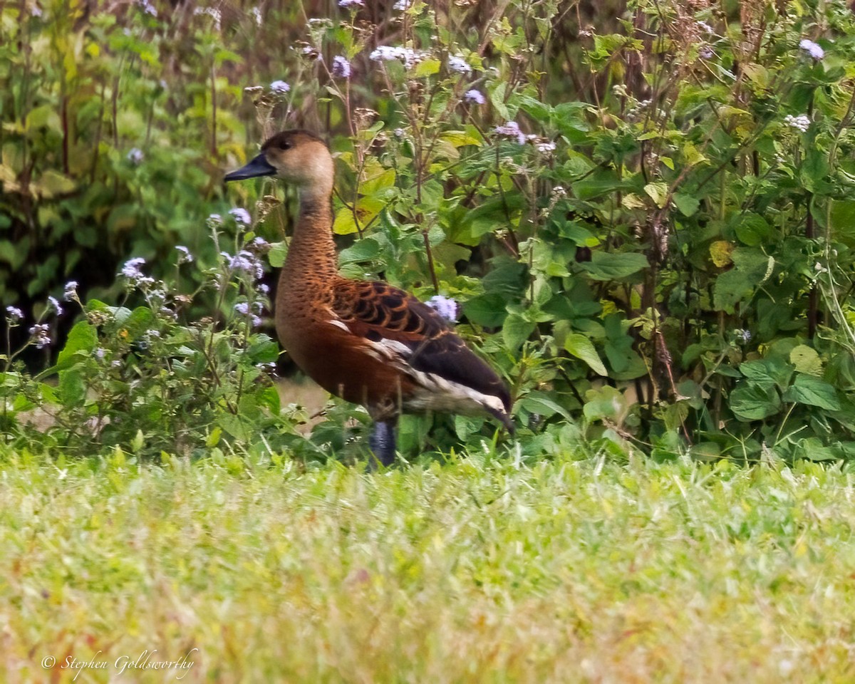 Wandering Whistling-Duck - ML638353749