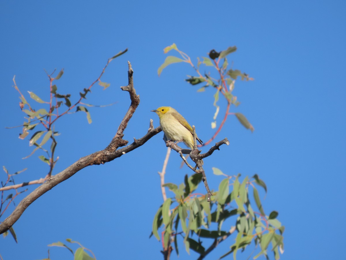 White-plumed Honeyeater - ML638353774