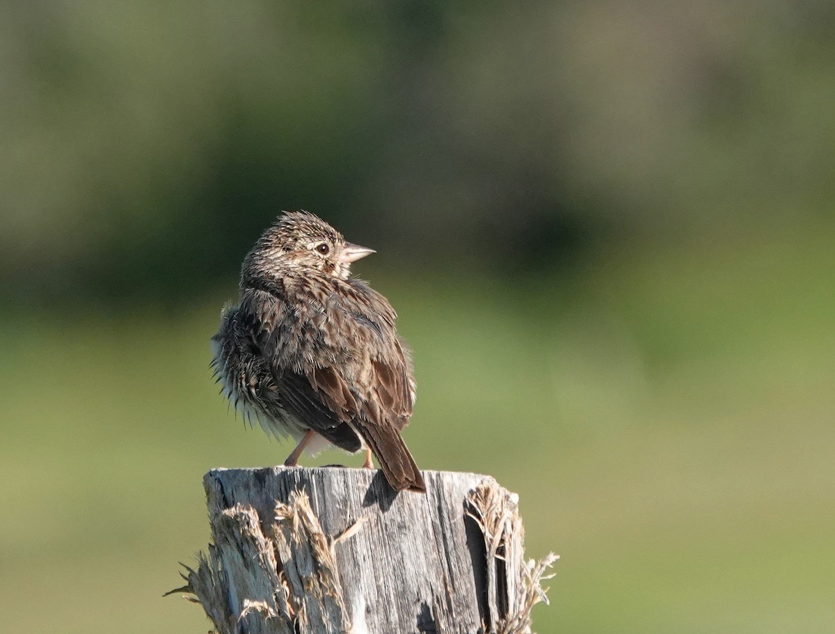 Vesper Sparrow - ML638353782