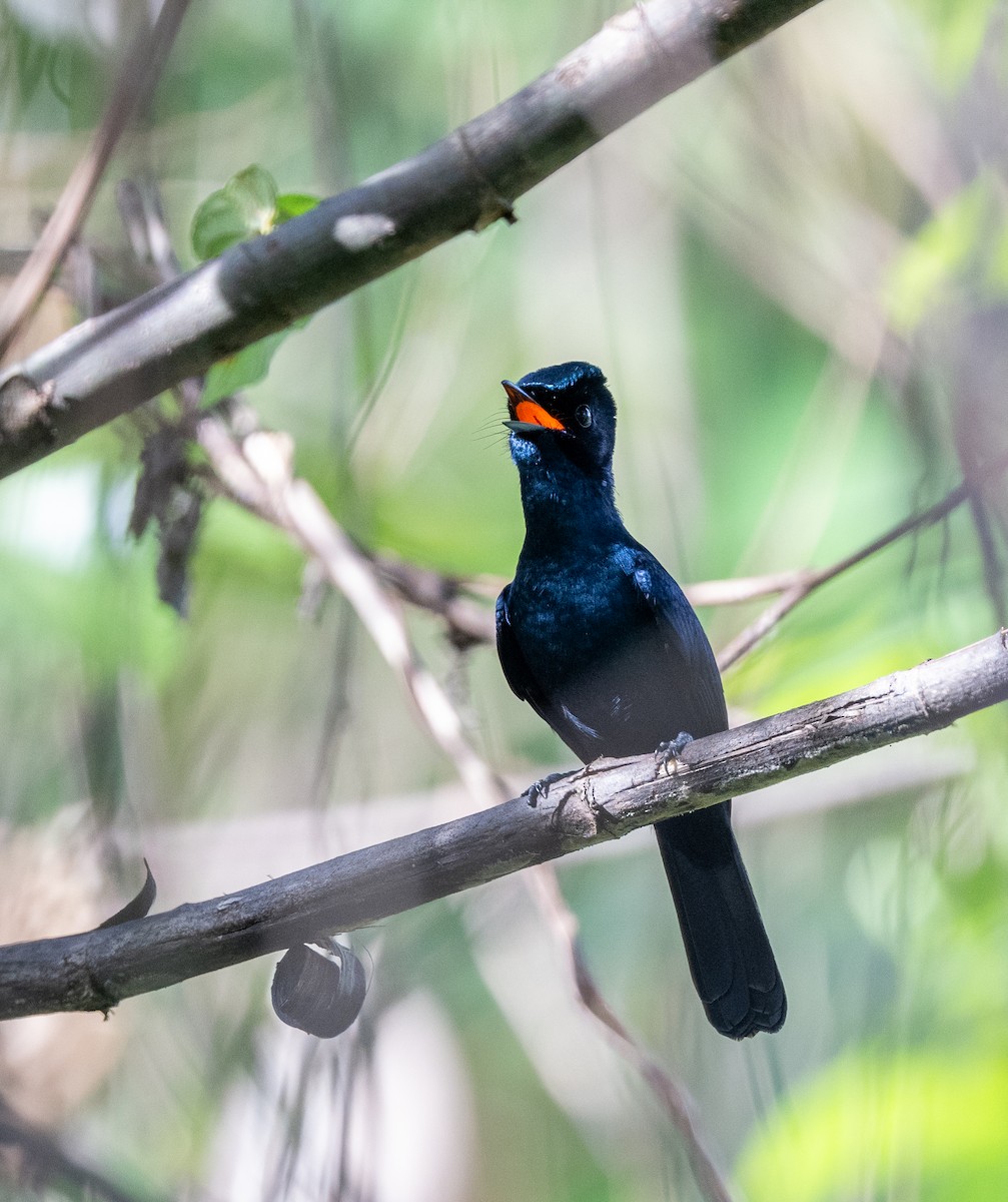 Shining Flycatcher - ML638353786