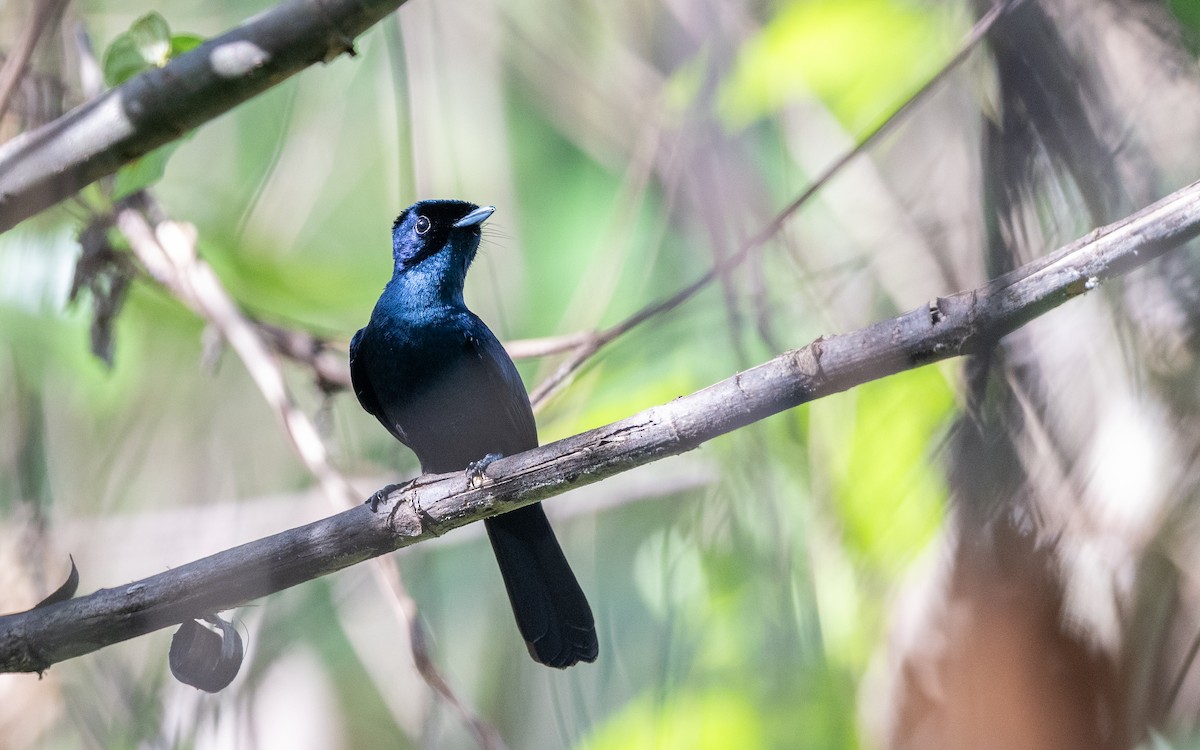 Shining Flycatcher - ML638353787