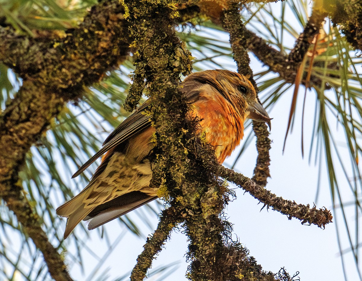 Red Crossbill - ML638353818