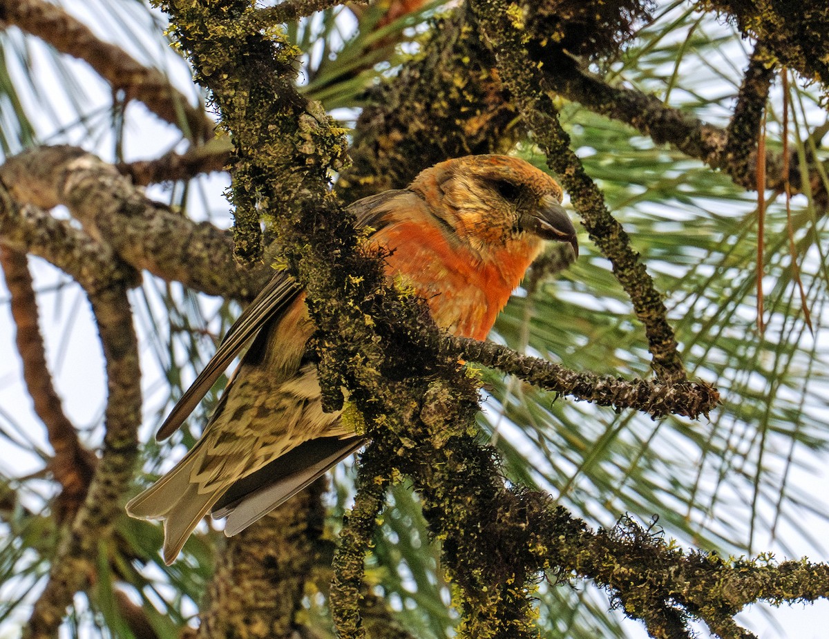 Red Crossbill - ML638353819
