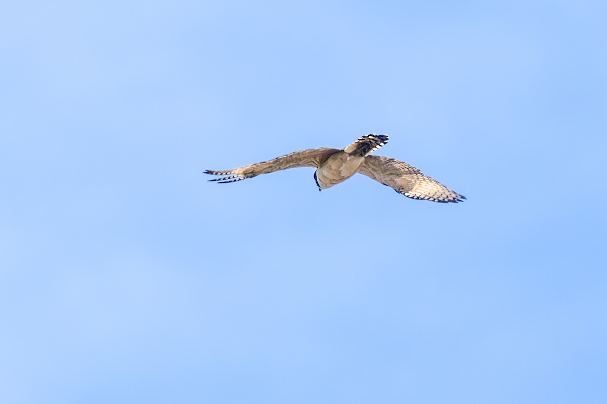 Laughing Falcon - ML638353822