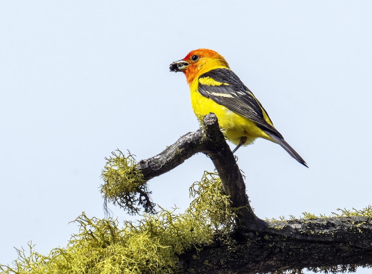 Western Tanager - ML638353823