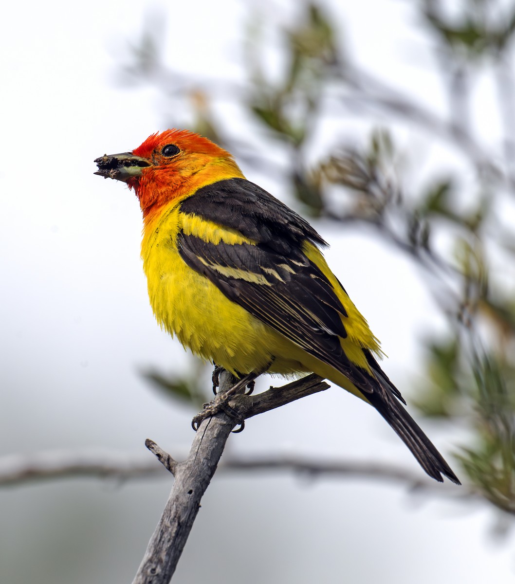 Western Tanager - ML638353824