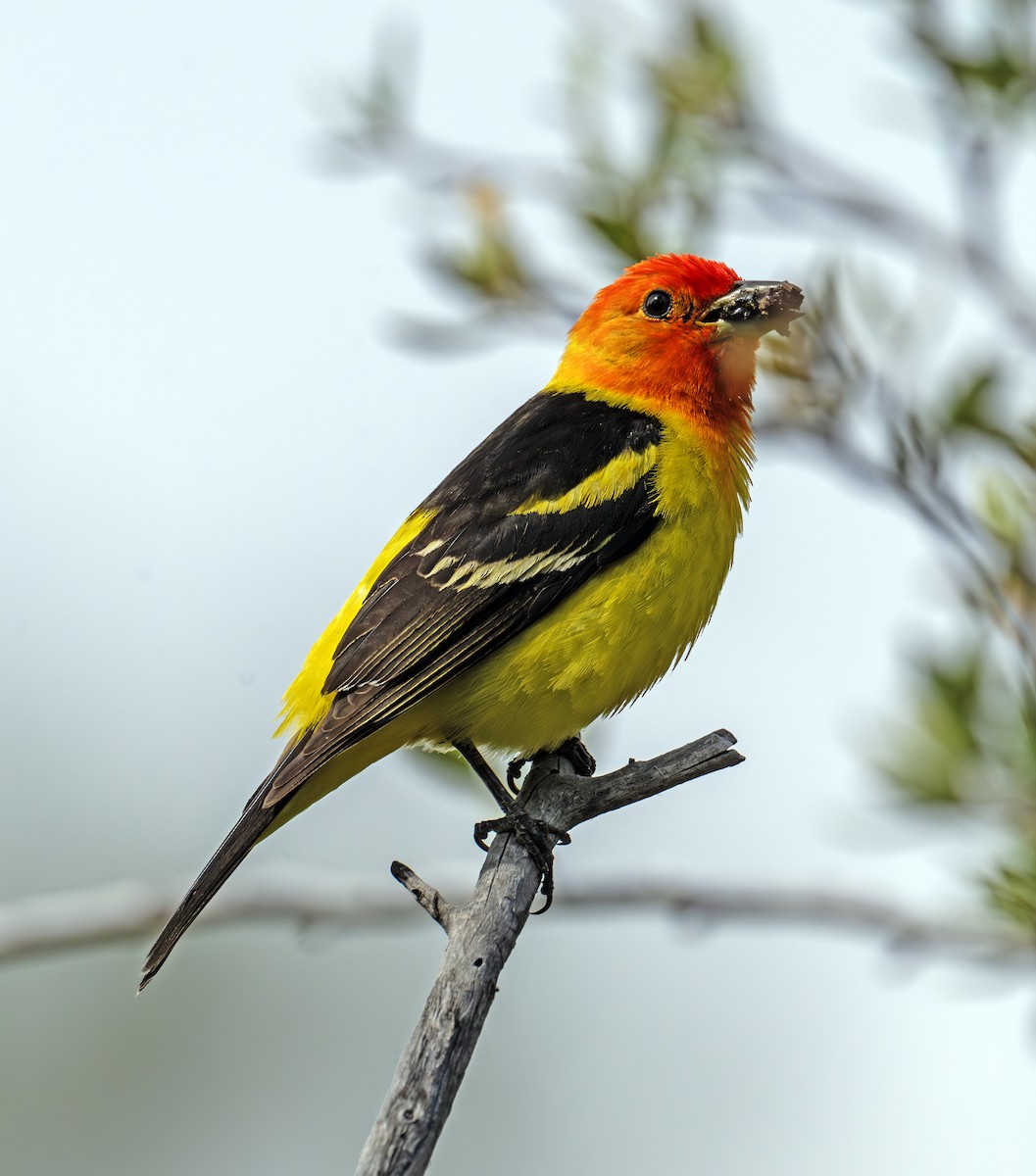 Western Tanager - ML638353825