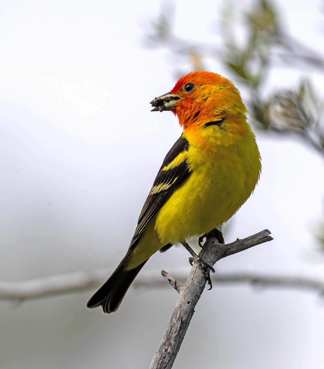 Western Tanager - ML638353826