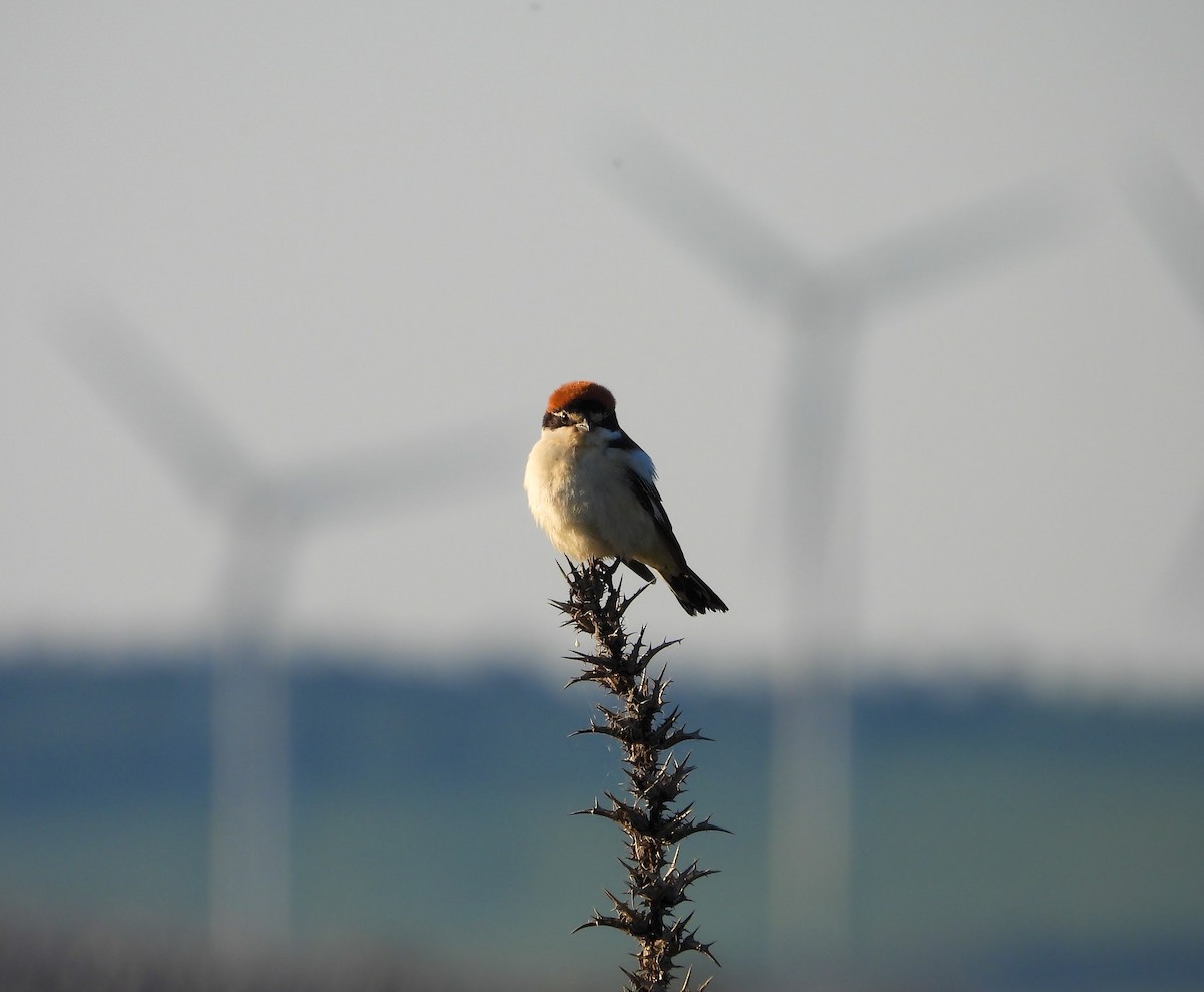 Woodchat Shrike - ML638353828