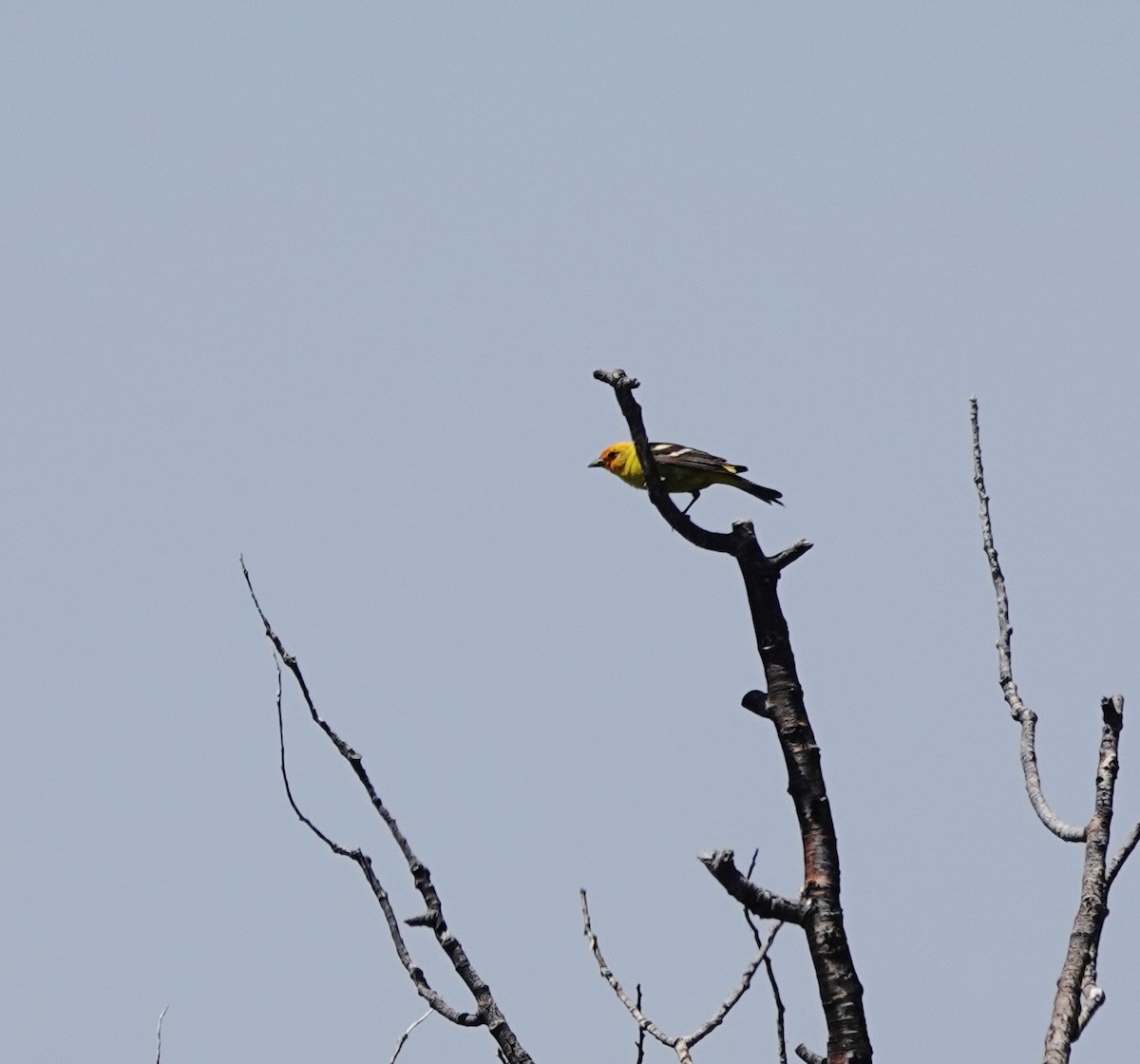 Western Tanager - ML638353834