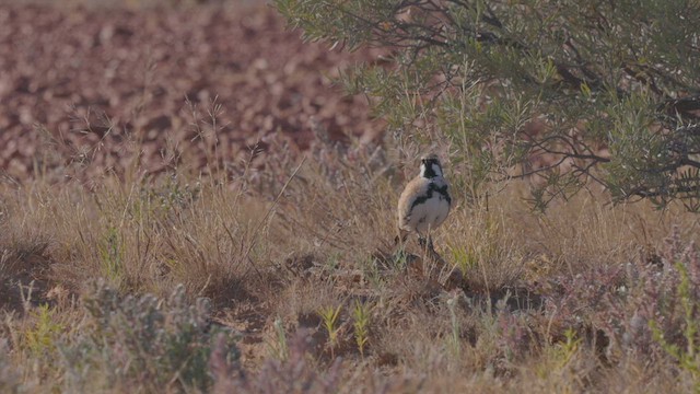 Cinnamon Quail-thrush - ML638353839