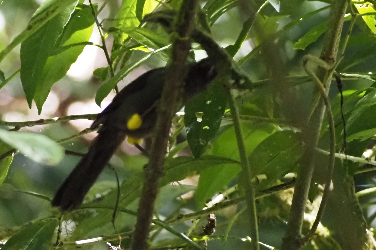 Yellow-thighed Brushfinch - ML638353840