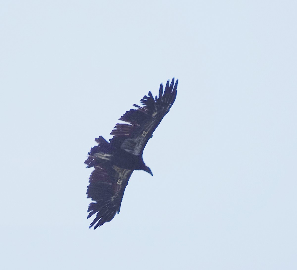 California Condor - ML638353842