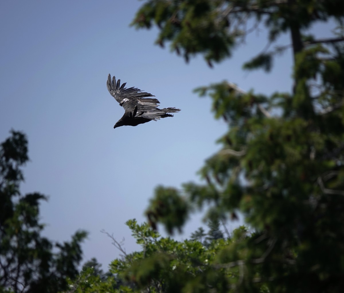 California Condor - ML638353852