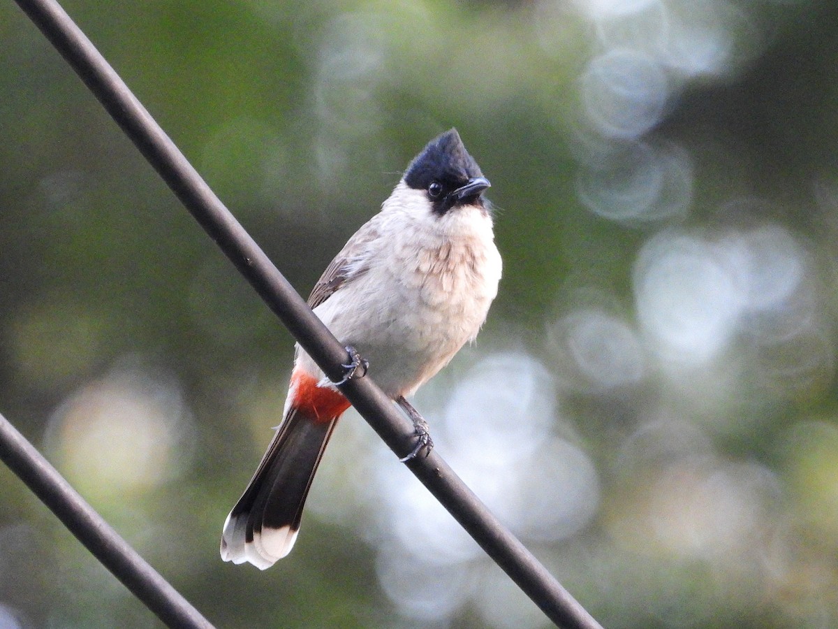 Bulbul Ventridorado - ML638353883