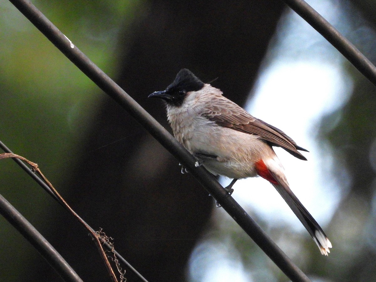 Bulbul Ventridorado - ML638353885