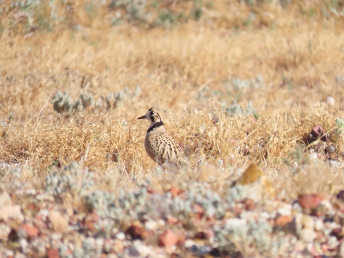 Inland Dotterel - ML638353887
