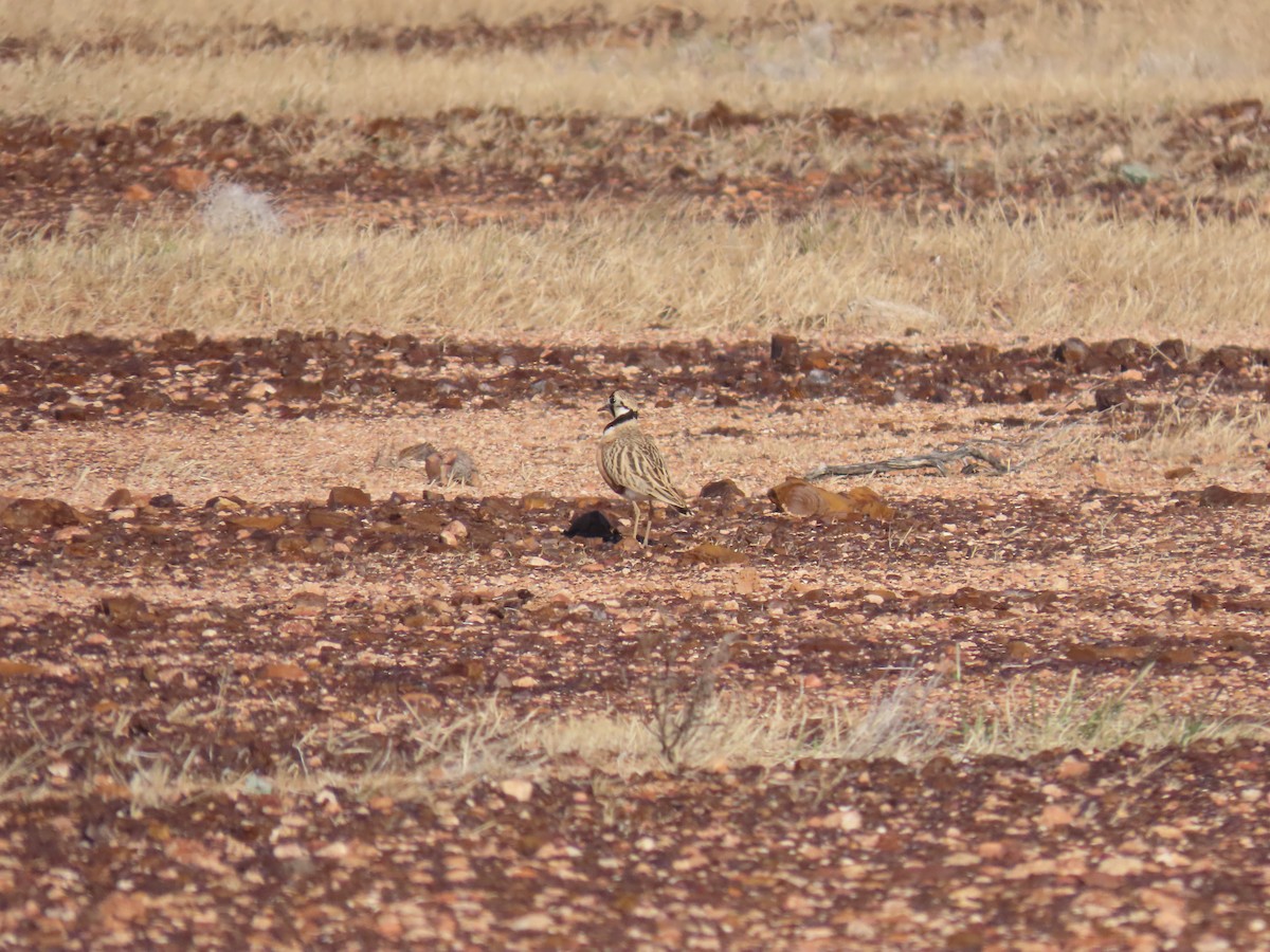 Inland Dotterel - ML638353897