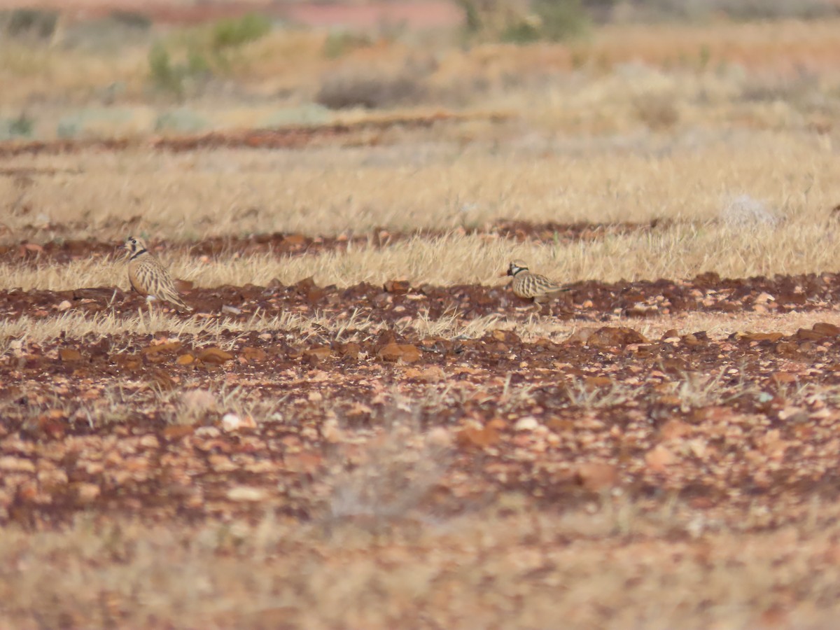Inland Dotterel - ML638353899