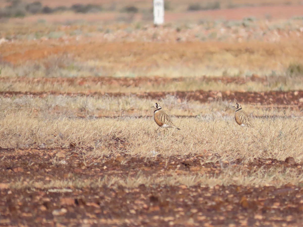 Inland Dotterel - ML638353911