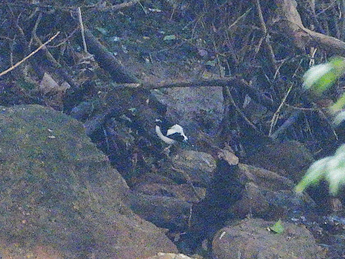 Black-backed Forktail - ML638353953