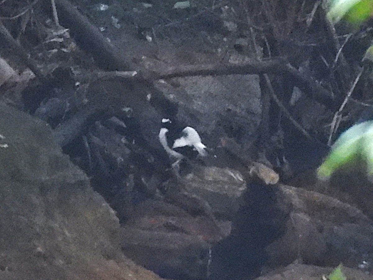 Black-backed Forktail - ML638353954