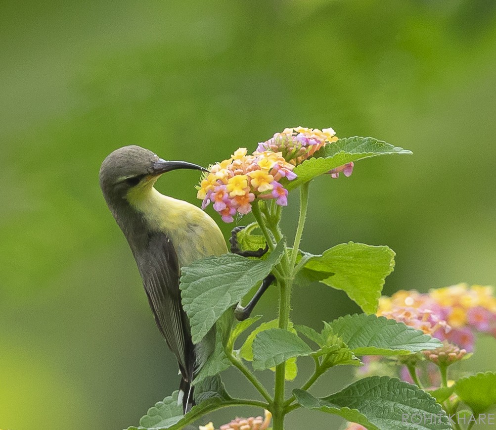 Purple-rumped Sunbird - ML638353979