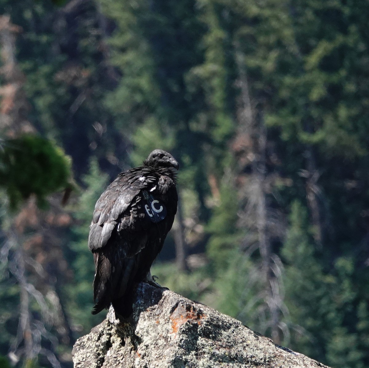 California Condor - ML638353982